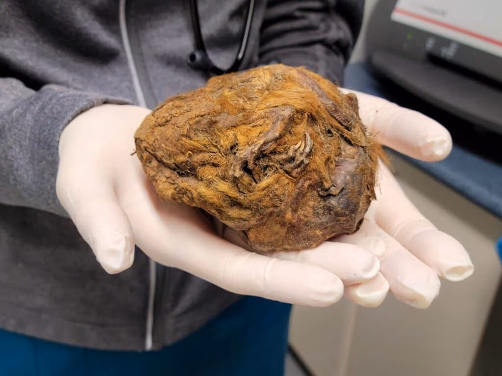 Rinvenuta palla di pelo che contiene uno scoiattolo di 30.000 anni fa