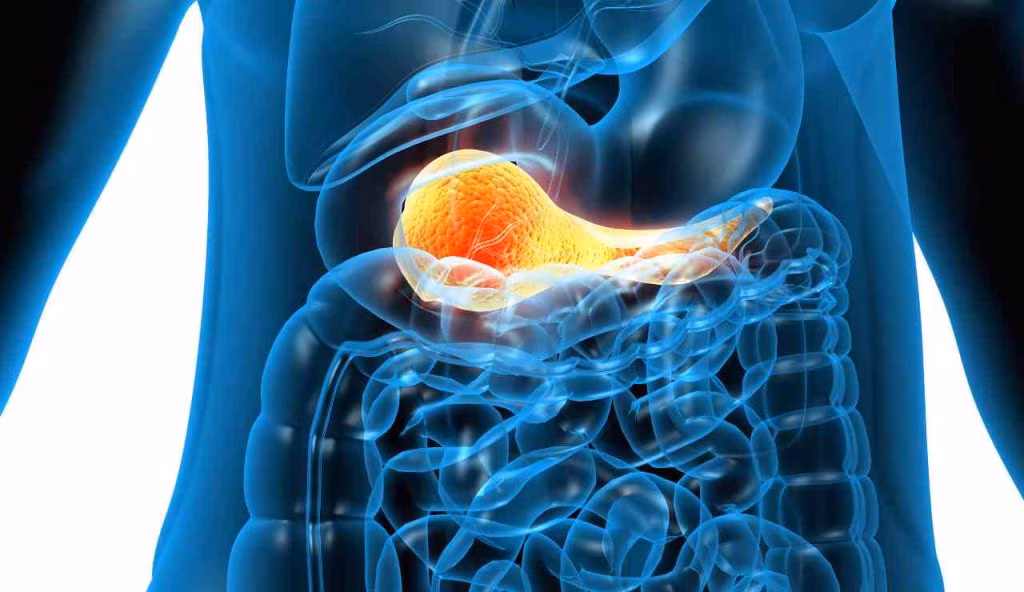 Anatomia del pancreas (Depositphotos)