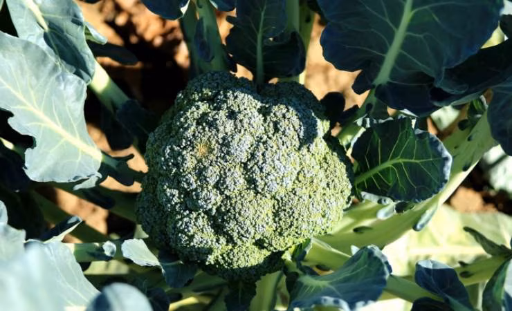 Broccoli