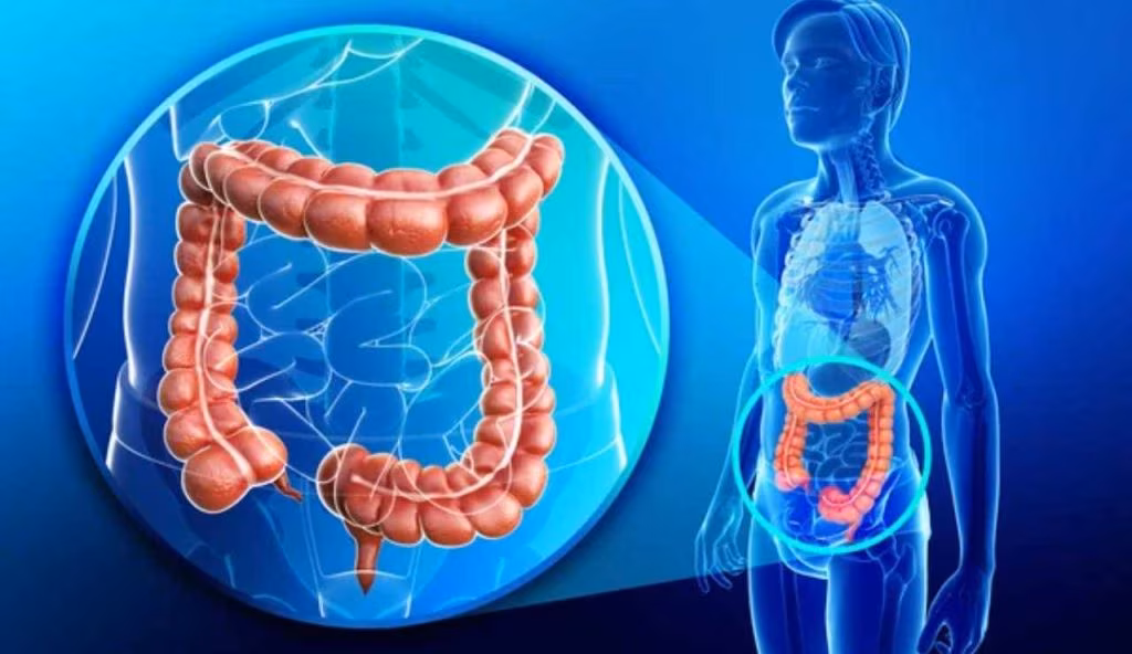 Dove si localizza il colon nel corpo umano (Depositphotos)