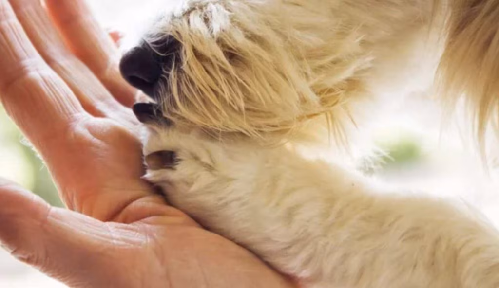 I benefici della Pet Therapy (Depositphotos foto)