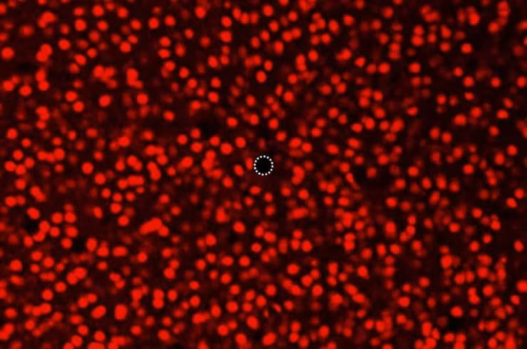 Neutroni evidenziati nello studio