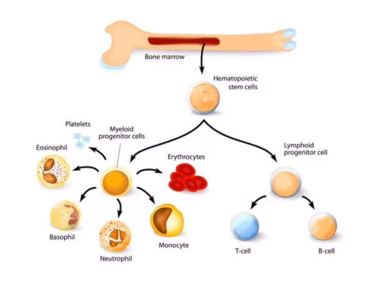 Formazione di cellule nel midollo osseo (Depositphotos foto)