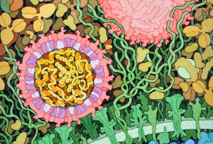 Illustrazione di una sezione trasversale del virus Zika (Wikipedia David Goodsell FOTO) -