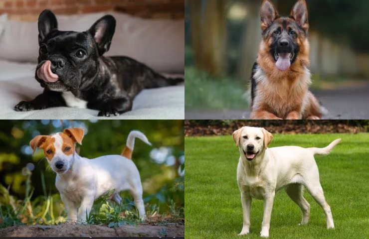 Scegli uno di questi cani (Depositphotos foto)