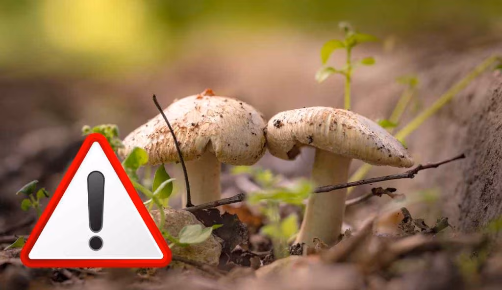 Funghi