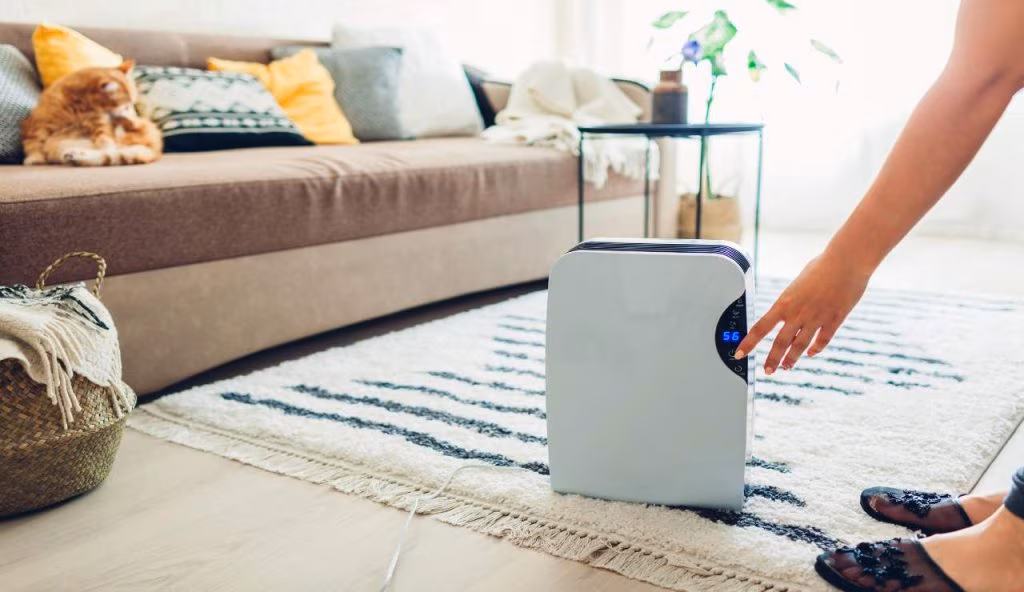 Non serve accendere il deumidificatore: basta una pianta per tornare a respirare meglio in casa | Aria pulita e addio raffreddore