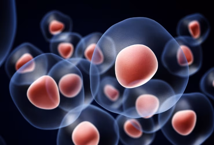 Illustrazione di alcune cellule (Canva FOTO) - biomedicalcue.it