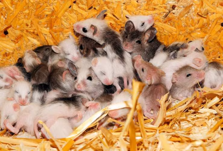 Illustrazione di alcuni topolini (Canva FOTO) - biomedicalcue.it