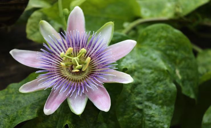 Passiflora