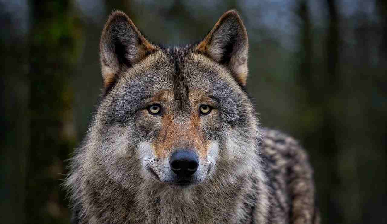 Un bellissimo lupo (Pixabay foto) - www.biomedicalcue.it