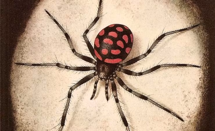 Malmignatta iconografia