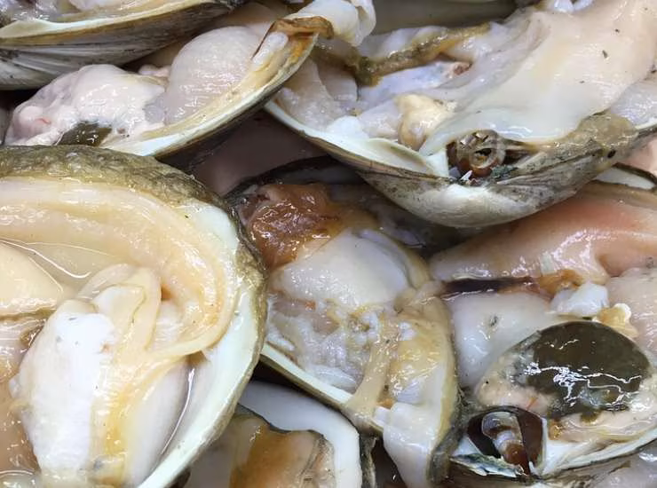Vongole (Pixabay foto) - www.biomedicalcue.it