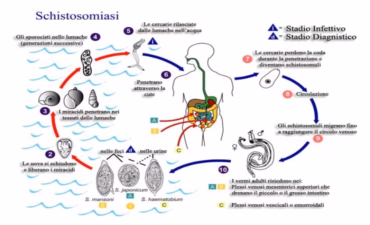 Ciclo vitale degli schistosomi