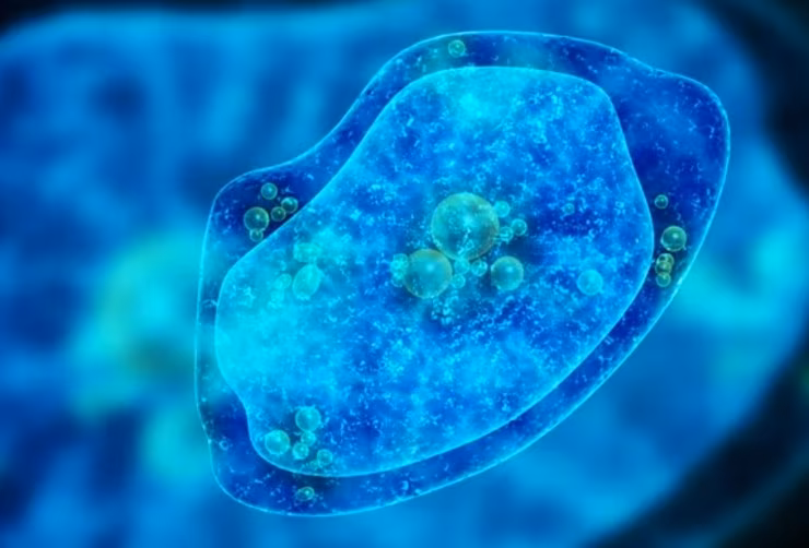 Illustrazione di un'ameba (Depositphotos foto) - www.biomedicalcue.it