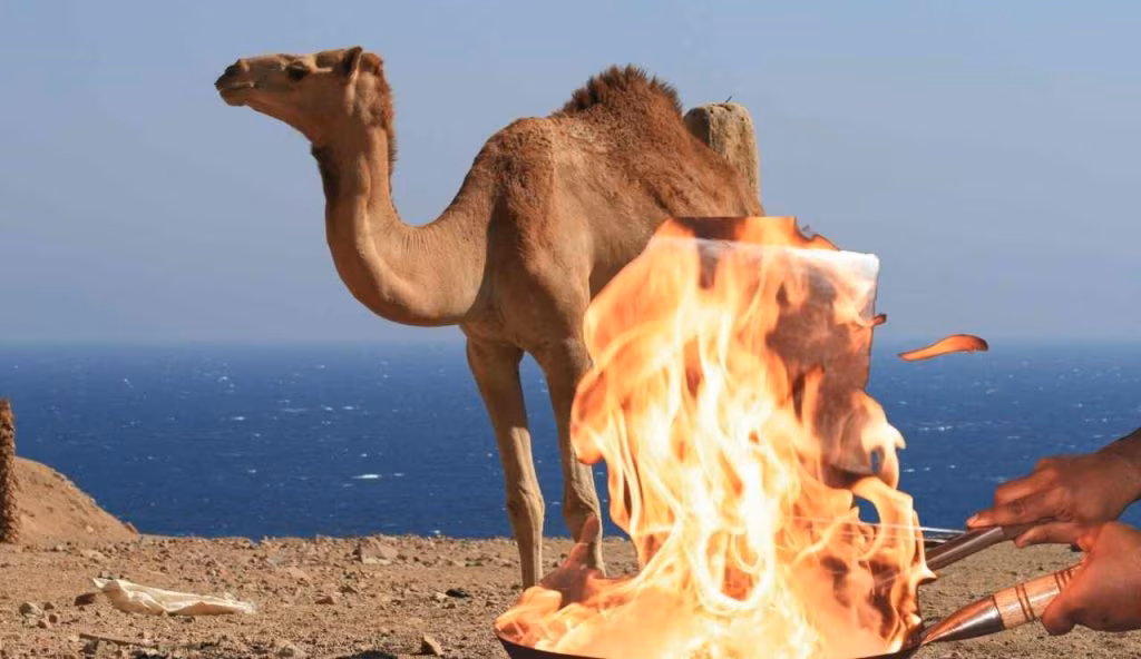 Carne di cammello