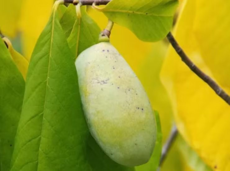 Il pawpaw (Depositphotos foto) - www.biomedicalcue.it