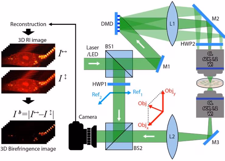 Illustrazione schematica dell'approccio (Hossein Khadem et al., 2025 FOTO) - biomedicalcue.it