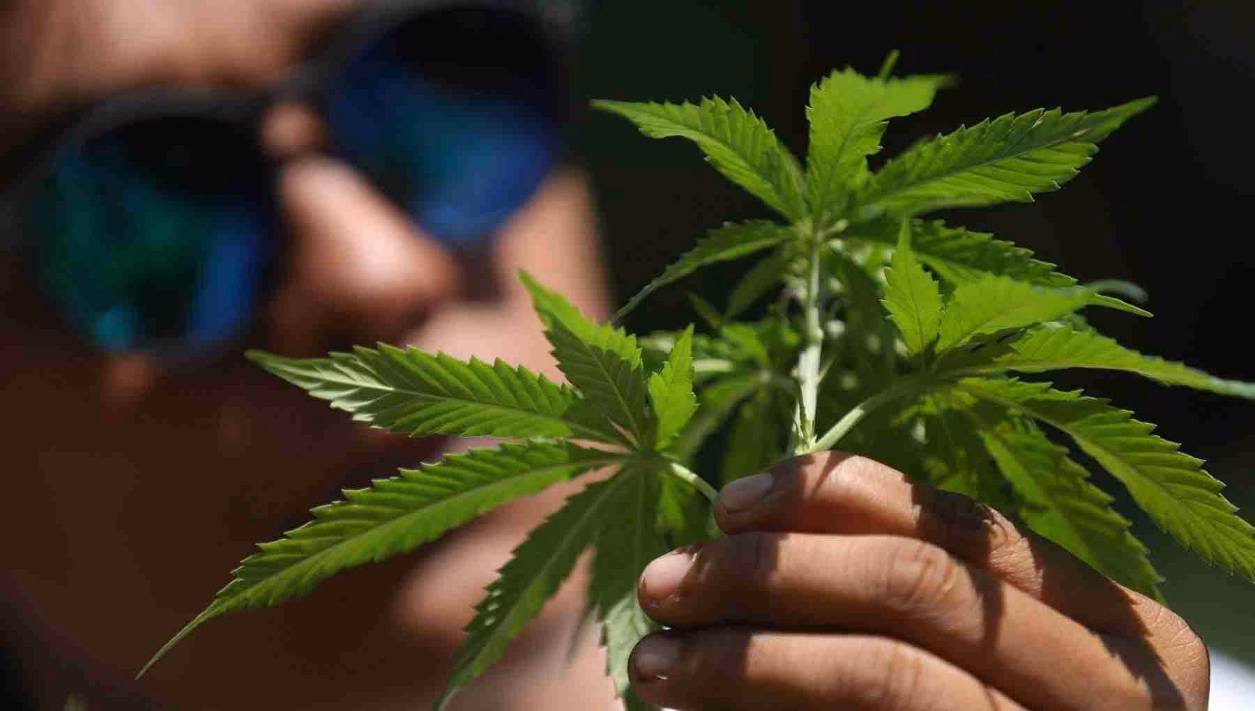 La liberalizzazione della cannabis divide il governo