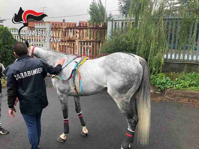 Corsa clandestina di cavalli, denunciati sette catanesi