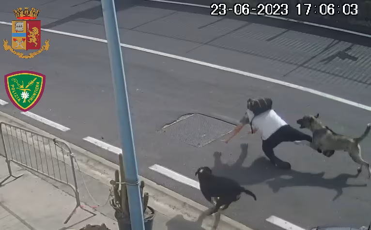Aggredito dai cani, denunciata proprietaria