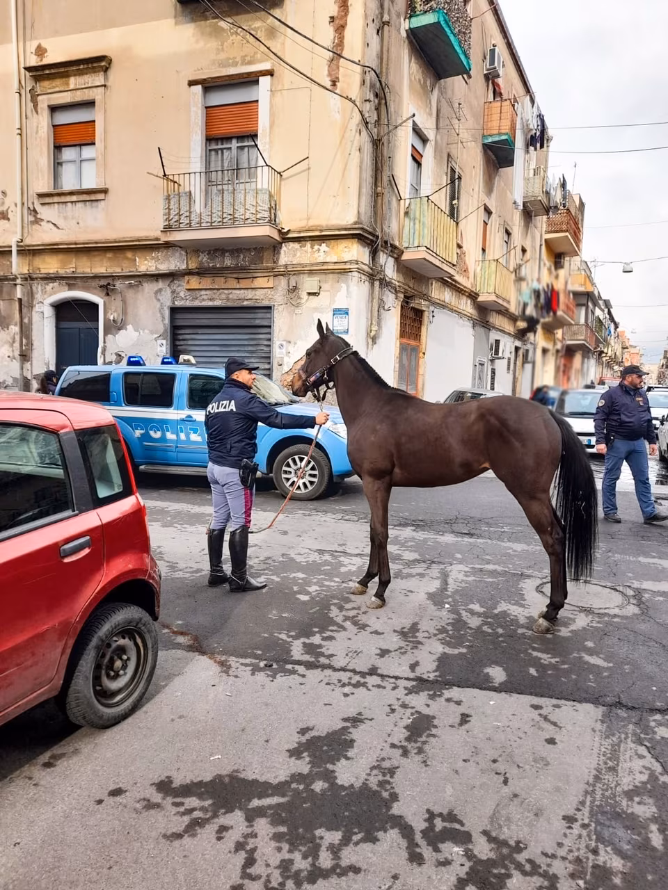 Controllate 3 stalle a San Cristoforo, sequestrati 4 cavalli e farmaci dopanti