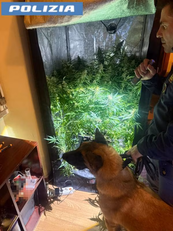 Catania: due serre di marijuana in camera da letto, arrestato un 36enne grazie al fiuto del cane Maui