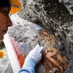 Leda e il cigno, la nuova meraviglia di Pompei e' hote 2