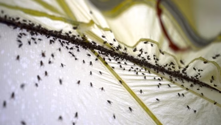 Moscerini - (video) - IlFogliettone.it