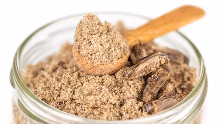 Farina di grillo (ecodibergamo) - IlFogliettone.it