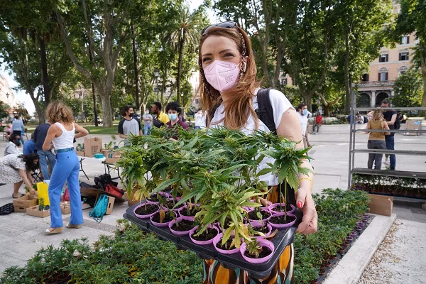 SARDINE SEIMILA PIANTINE DI CANNABIS NELLE PIAZZE