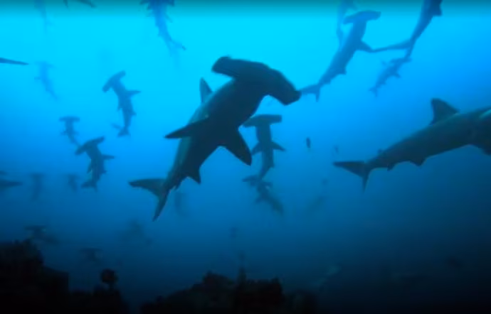 1598871761685.jpg--sub_circondato_da_un_branco_di_squali_nel_trapanese___e__stato_traumatico_