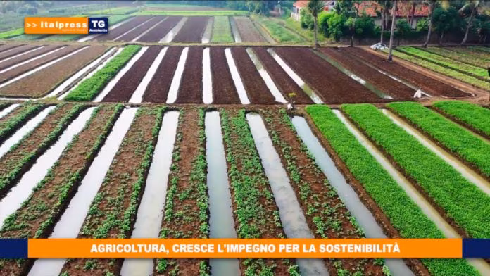 Italpress e Ideegreen siglano partnership per diffusione Tg Ambiente