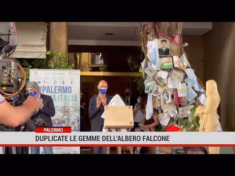 “Un albero per il futuro”, duplicate le gemme dell'albero Falcone