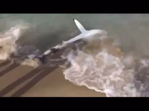 Squalo disorientato si spiaggia, i bagnanti lo aiutano a tornare in mare