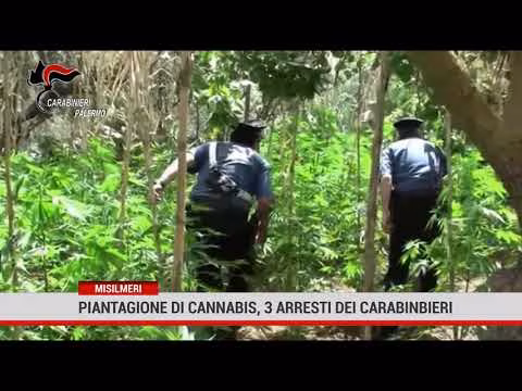 Misilmeri. Piantagione di cannabis, 3 arresti dei carabinieri.