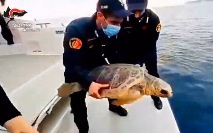 Carabinieri restituiscono al mare di Lampedusa tartaruga marina “Fiamma”