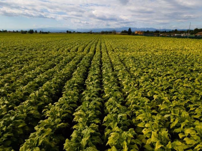 Bollette, tra Coldiretti e Philip Morris Italia accordo salva raccolti