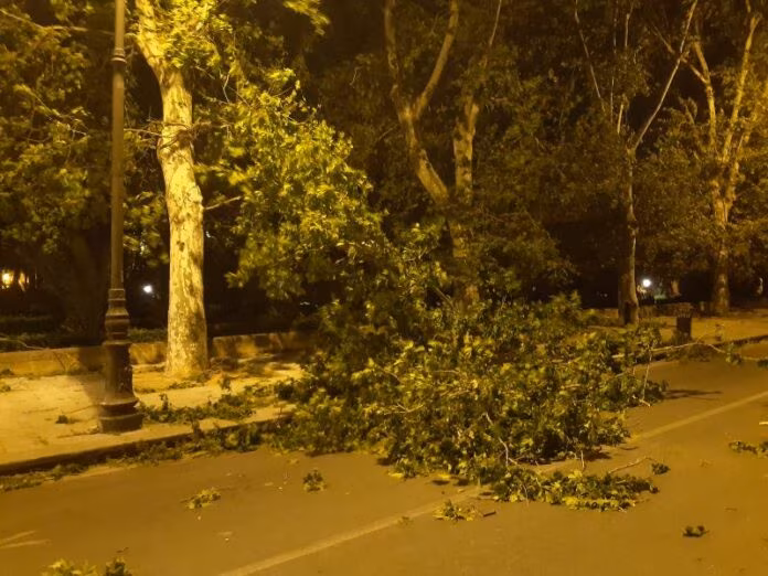 A Palermo danni per il forte vento, alberi abbattuti e disagi