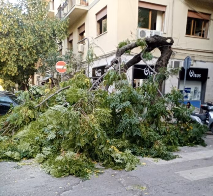 Palermo, cade albero in via XX settembre