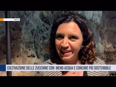Ispica( RG), Coltivazione delle zucchine con meno acqua e concime più sostenibile