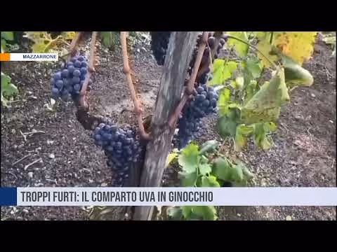 Troppi furti: il comparto Uva di Mazzarrone in ginocchio