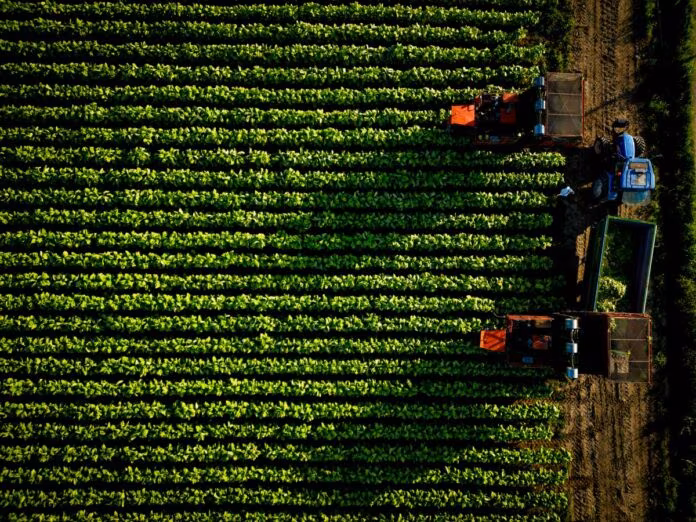 Accordo Philip Morris-Coldiretti, 500 milioni per il tabacco italiano