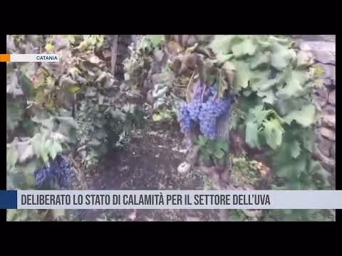 Deliberato lo stato di calamità per il settore dell’uva