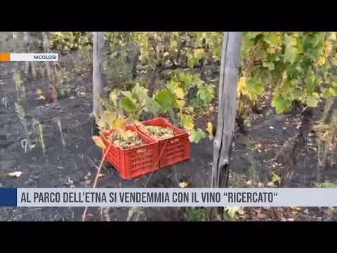 La decima vendemmia con il vino “Ricercato” a Nicolosi