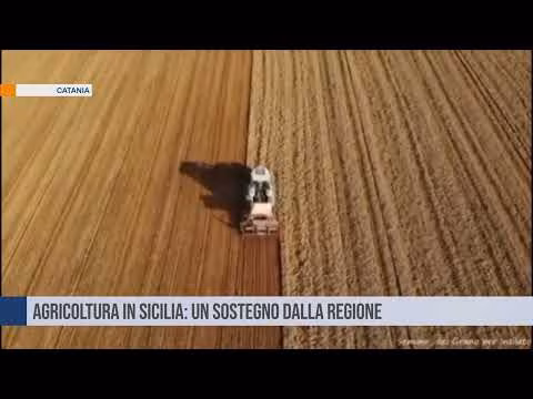 Agricoltura in Sicilia: un sostegno dalla Regione