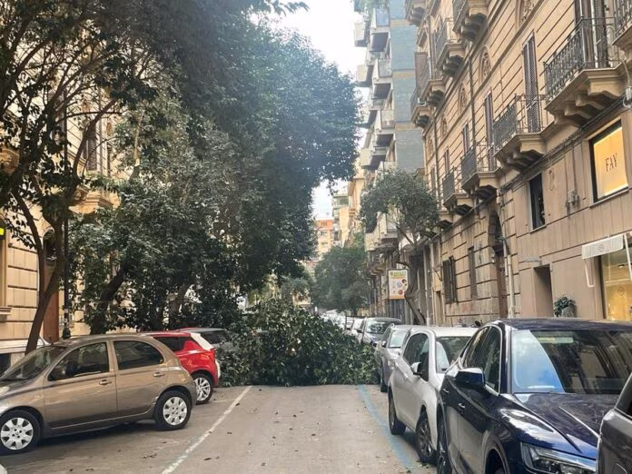 Palermo, alberi caduti per il forte vento in città / VIDEO
