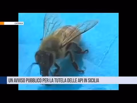 Un avviso pubblico per la tutela delle api in Sicilia
