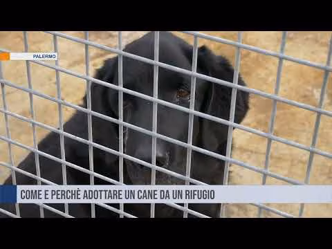 Adottare un cane da un rifugio è un atto di amore consapevole