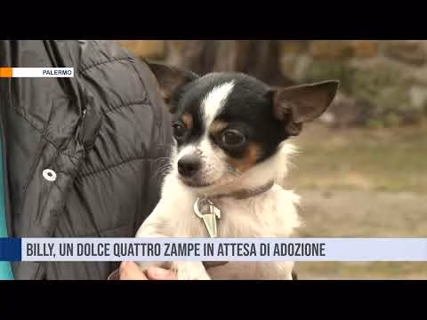 Billy: un piccolo e dolcissimo quattro zampe in attesa di una famiglia per sempre